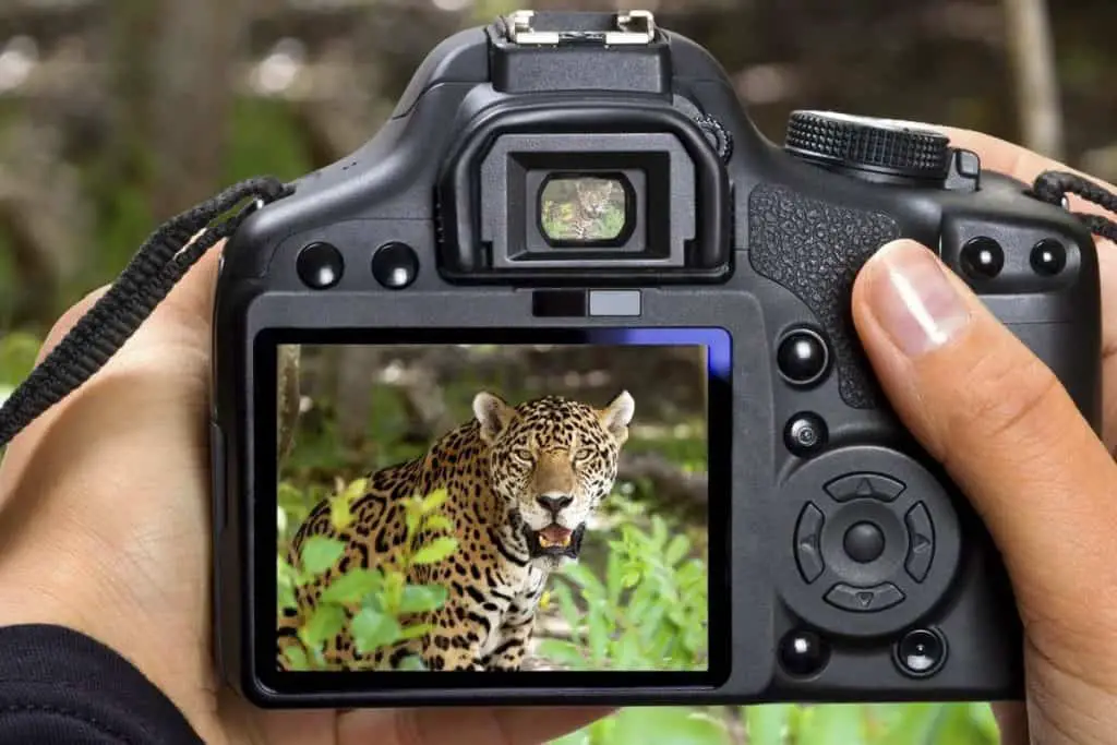 9 Of The Best Affordable Camera For Wildlife Photography