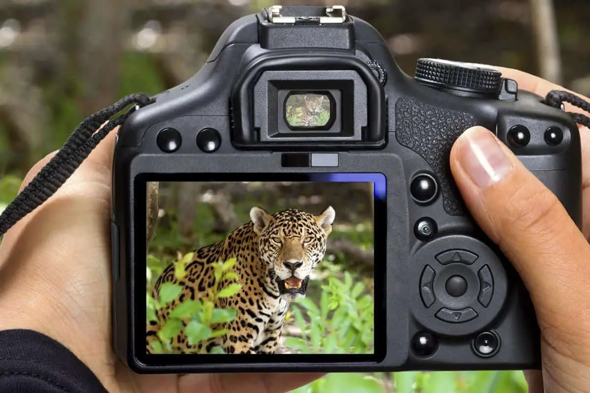 best camera beginner wildlife photographer