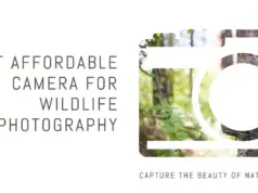 Best Affordable Camera For Wildlife Photography featured