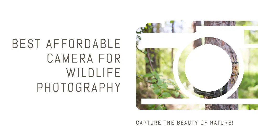 9 Best Affordable Camera For Wildlife Photography [2023]