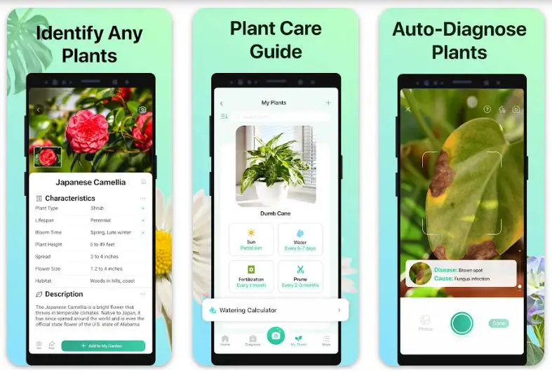Top Plant Identification Apps