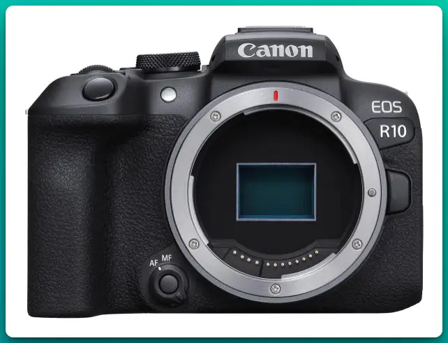 Best Affordable Cameras For Wildlife Photography