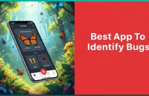 Best App To Identify Bugs To Unleash Your Inner Naturalist